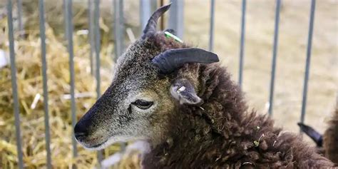 Wisconsin Sheep Wool Festival Education Hall Of Breeds