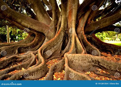 Beautiful Tropical Fig Tree Stock Photo Image Of Park Roots 191281354