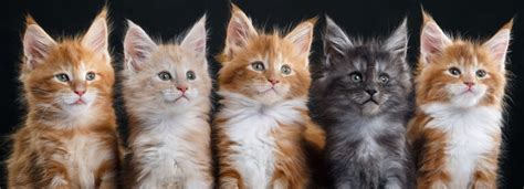 Cat Names Based On Color – ShowCatsOnline