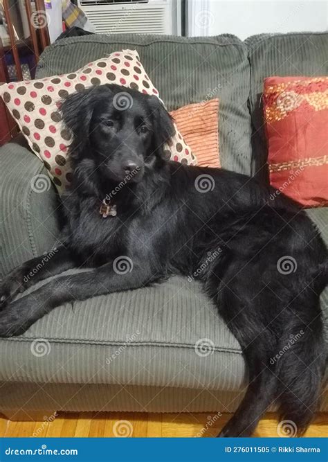An elegant dog stock image. Image of laying, black, dogblack - 276011505