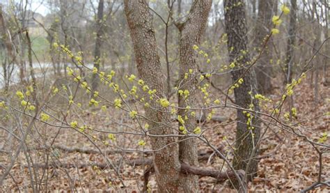 Spicebush Crystal Bridges Museum Of American Art