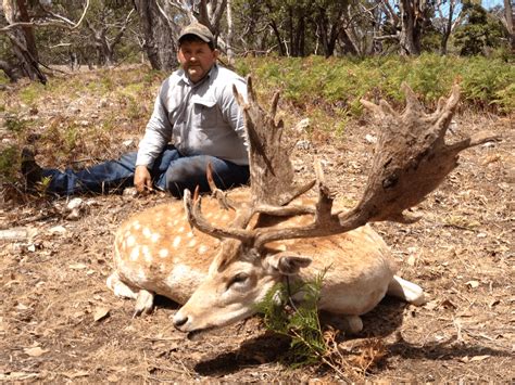 World Record Fallow Deer Kaeranzantay