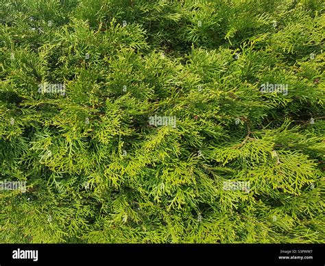 Background Of Thuja Branches Texture Of Thuja Branches Stock Photo Alamy