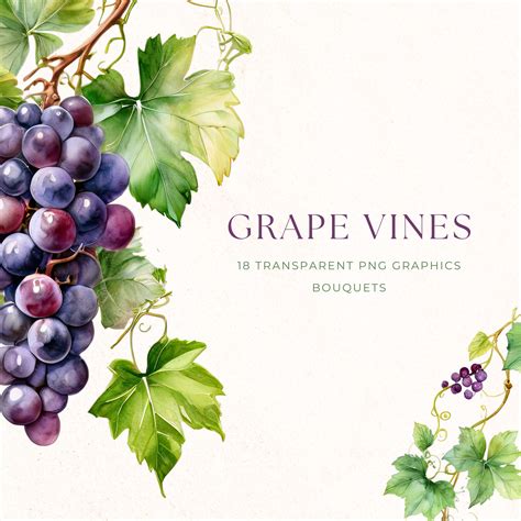 Wine Grapes Watercolor Clip Art, Fruit PNG, Grape Vine Clipart, Food ...