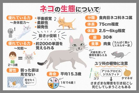 猫の体のつくり！骨格や内臓の仕組みを分かりやすく解説