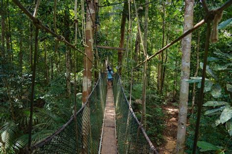 Tourists Enjoying Canopy Walkway In Taman Negara National Park S Green