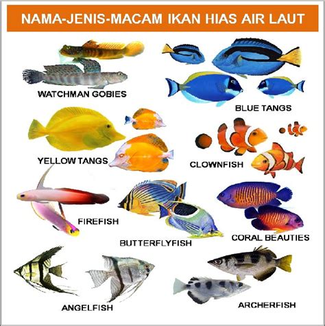 Nama Nama Ikan Hias Air Tawar Air Laut Air Payau Beserta Latinnya