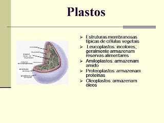 Encantos Da Ci Ncias Power Point C Lulas