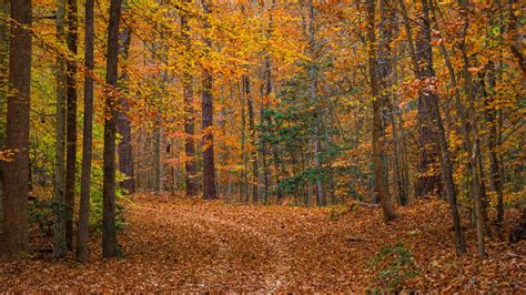 Wallpaper Landscape Forest Trees Fallen Leaves Autumn Nature Hd