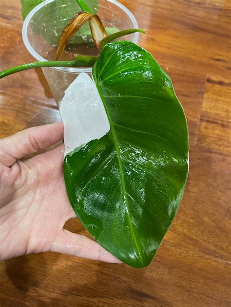 Usa Seller Tricolor White Princess Philodendron Top Cutting Etsy