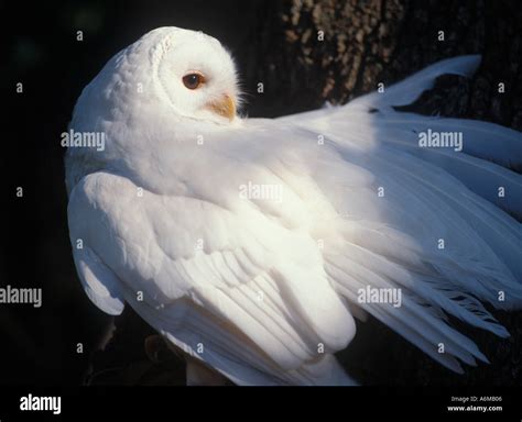 Vogel albino eule Fotos und Bildmaterial in hoher Auflösung Alamy