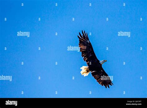 Bald Eagle Haliaeetus Leucocephalus Flying In A Blue Sky Horizontal