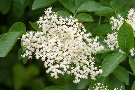 Elderberry stock photo. Image of fresh, flowers, garden - 116947562