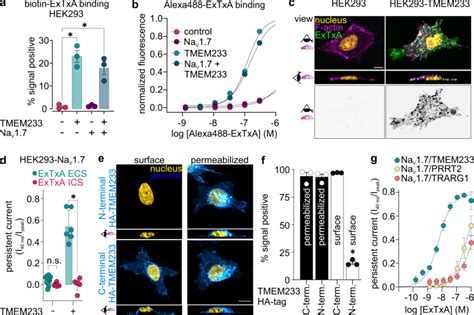 Hek Hna V Cells Thermo Fisher Bioz