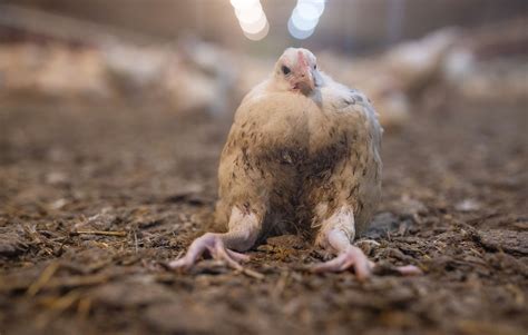 Finist Re L Porte Plainte Contre Doux Pour Son Export De Poulets