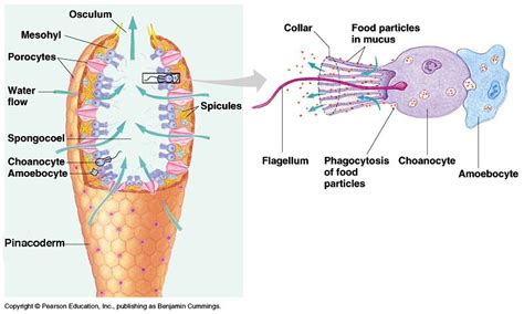 Porifera Zoology Phyla