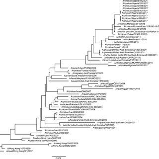 Phylogenetic Analysis Of H9 Hemagglutinin HA Genes The Hemagglutinin