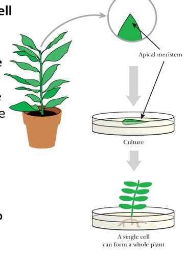 Chapter 14 Transgenic Plants And Plant Biotechnology Flashcards Quizlet