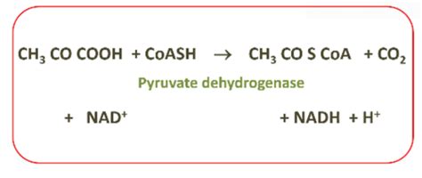 Tca Cycle And Oxidative Phosphorylation Flashcards Quizlet