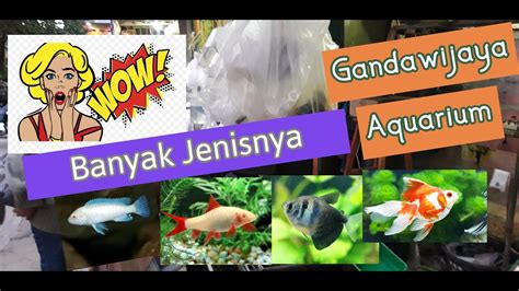 Toko Ikan Gandawijaya Cimahi Part Ikan Hias Air Tawar Youtube