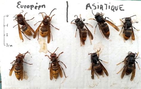 frelons asiatique  europeen les jardiniers de pompey