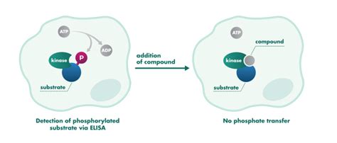 Cellular Phosphorylation Assay Service Reaction Biology