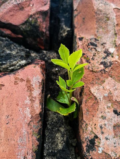 Primer Plano De Una Planta Que Crece En Una Pared De Ladrillo Foto