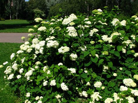 Hydrangea arborescens (Smooth Hydrangea) - World of Flowering Plants