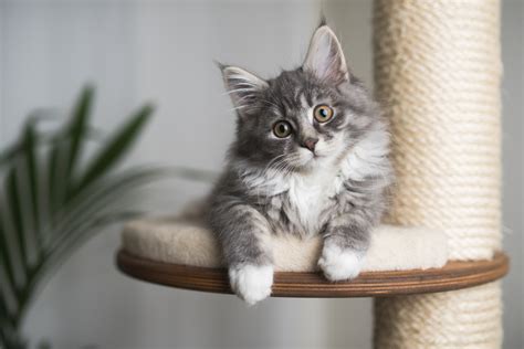 Blue Maine Coon Cat Info Pictures Facts History Catster