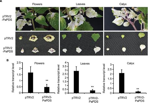 Figure 1 from RNAi of Sterol Δ24 Isomerase Implicated Its Involvement