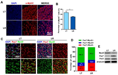 Myogenesis process is more intense in Lantang (LT) pigs than in ...