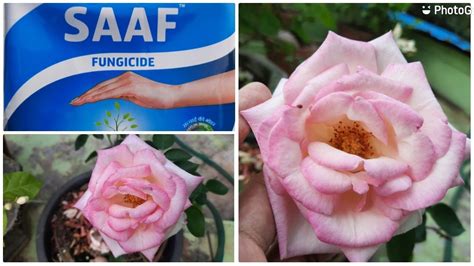 How To Use Saaf Fungicide Best Fungicide For Rose Plant Youtube