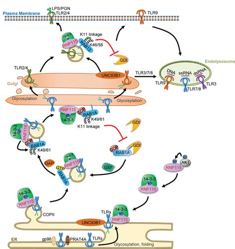 Rnf Inhibits The Poster Trafficking Of Tlrs And Tlrsmediated