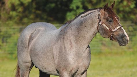 Working Cow Horse Stallions At Stud - All About Cow Photos