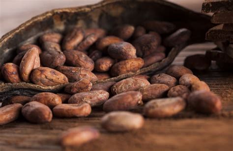 Swiss Scientists Create New Chocolate Amid Cacao Disease The