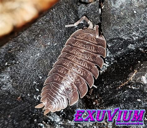 Porcellio Dilatatus Giant Canyon Woodlouse Exuvium