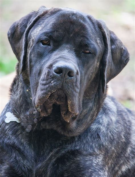 This South American mastiff dog breed has a secret history 20