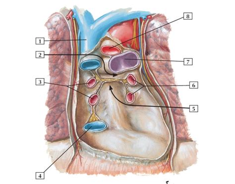 Pericardial sinuses Quiz