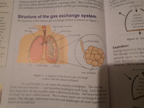 Gas Exchange In Humans Flashcards Quizlet