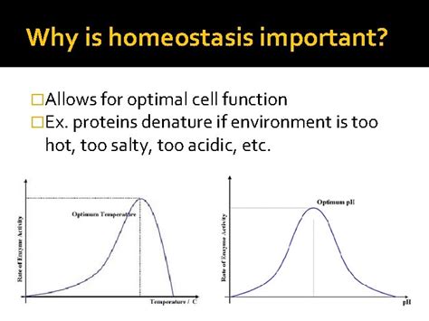 Homeostasis and Animal Bodies What is homeostasis Processes