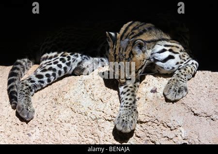 El Ocelote Leopardus Pardalis Felis Pardalis Gato Salvaje Nativa