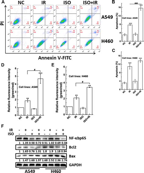 Frontiers Isorhamnetin Enhances The Radiosensitivity Of A549 Cells