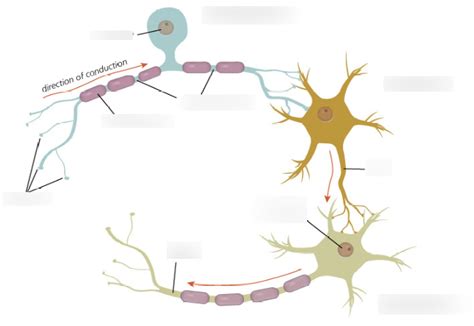 Neuron Structure And Function Aqa A Level Psychology Diagram Quizlet