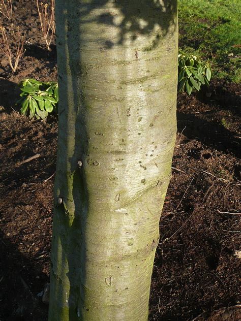 Nothofagus Menziesii Friends Of Belfast Botanic Gardens