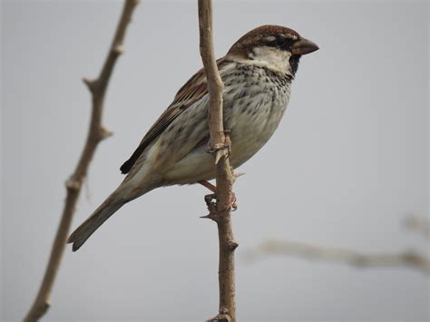 Spanish Sparrow In Pakistan Wikispanish Flickr