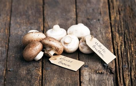 Don S Tips Mushrooms Burke S Backyard