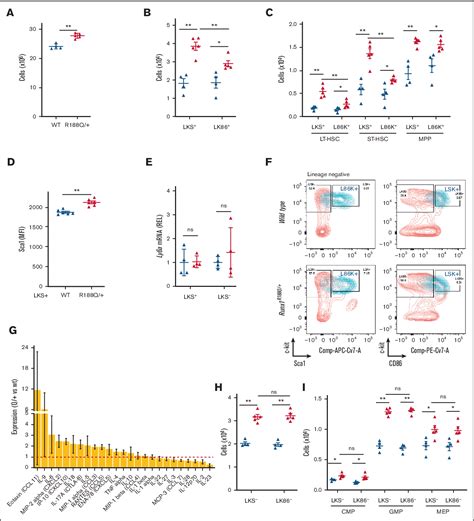 Figure 2 From Runx1 R188Q Germ Line Mutation Induces Inflammation And