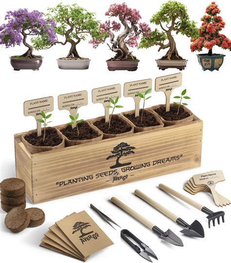 Avergo Bonsai Tree Kit 5x Unique Japanese Bonzai Trees Complete