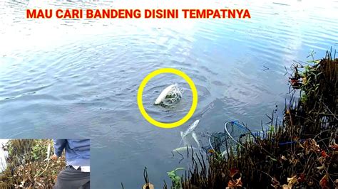 Mancing Bandeng Dan Mujaer Disini Tempatnya Youtube