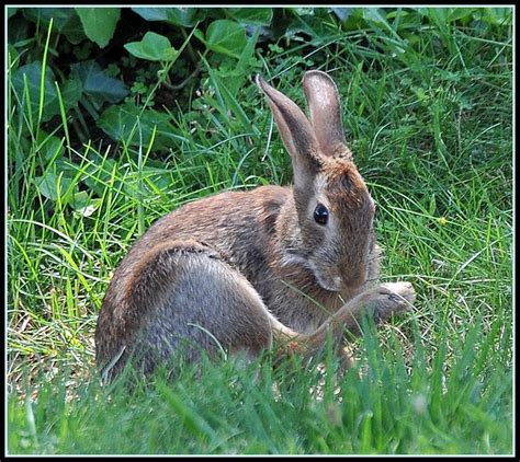 To Reproduce Or Not To Reproduce Most Rabbits Produce Man Flickr